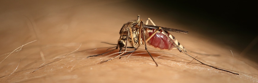 culex pipiens culex pipiens